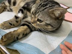 -瑞派天宁宠物医院·猫科·异宠中心