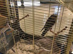 -momokira米努特·德文卷毛猫·棉花面纱犬