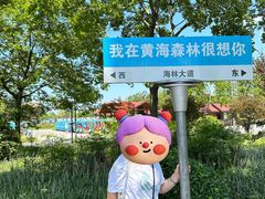 -黄海国家森林公园