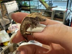 -酷以爬仙阁实体爬宠店·守宫·蜥蜴·专业繁育