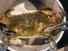 -Jimmy's Famous Seafood