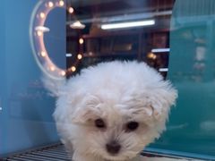 -FAELING PETS美天灵宠物(合生汇店)