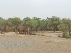 -金塔沙漠胡杨林景区