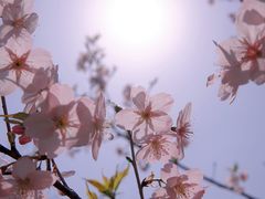 -顾村公园