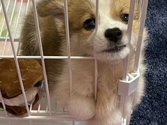 -翊宠yipet猫狗购宠庄园犬舍•猫舍