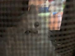 -宠颐生汉谟拉比宠物医院