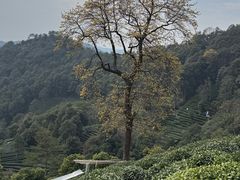 -十里琅珰