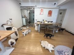 -有喵·猫咖·狗咖·30几只猫10只小狗(岗厦店)