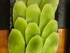 青笋-重庆烧鸡公火锅(簋街店)