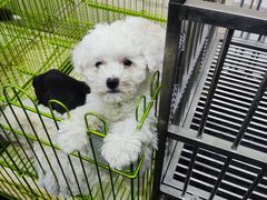 -中环花鸟鱼虫市场
