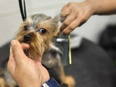 -达爱动物医院·犬猫分区·CT·复杂眼科(远洋山水分院)