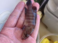 -小猫钓鱼海钓俱乐部(椰梦长廊店)