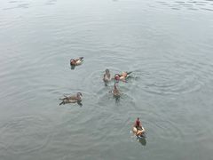 -西湖外事游船(花港观鱼码头)