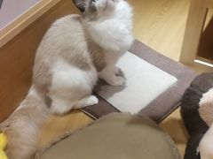 -滚猫咖啡·猫咖·猫友好撸猫(未来城店)