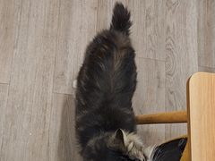 -柴迷FANS CLUB·柴犬狗咖·猫咖