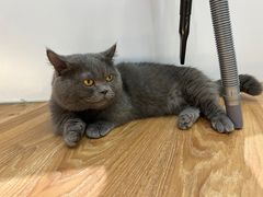 -COLOR PETS 撸猫馆·购猫·猫咖(长风大悦城店)