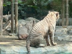 -广州长隆野生动物世界