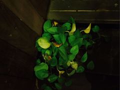 -Bco豆库(星耀天地店)