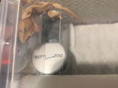 -酷以爬仙阁实体爬宠店·守宫·蜥蜴·专业繁育