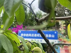 -桃源山庄·水蜜桃采摘·柴火鸡·烧烤团建(龙泉山店)