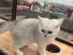 -袖虎·猫馆(体育西路店)