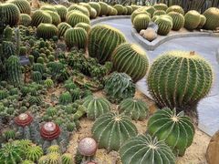-深圳仙湖植物园