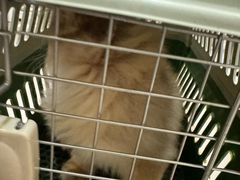 -瑞鹏宠物医院·骨科·猫科·内科(第一中心)