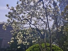 -静安公园(静安寺街道)