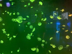 -西安曲江海洋极地公园