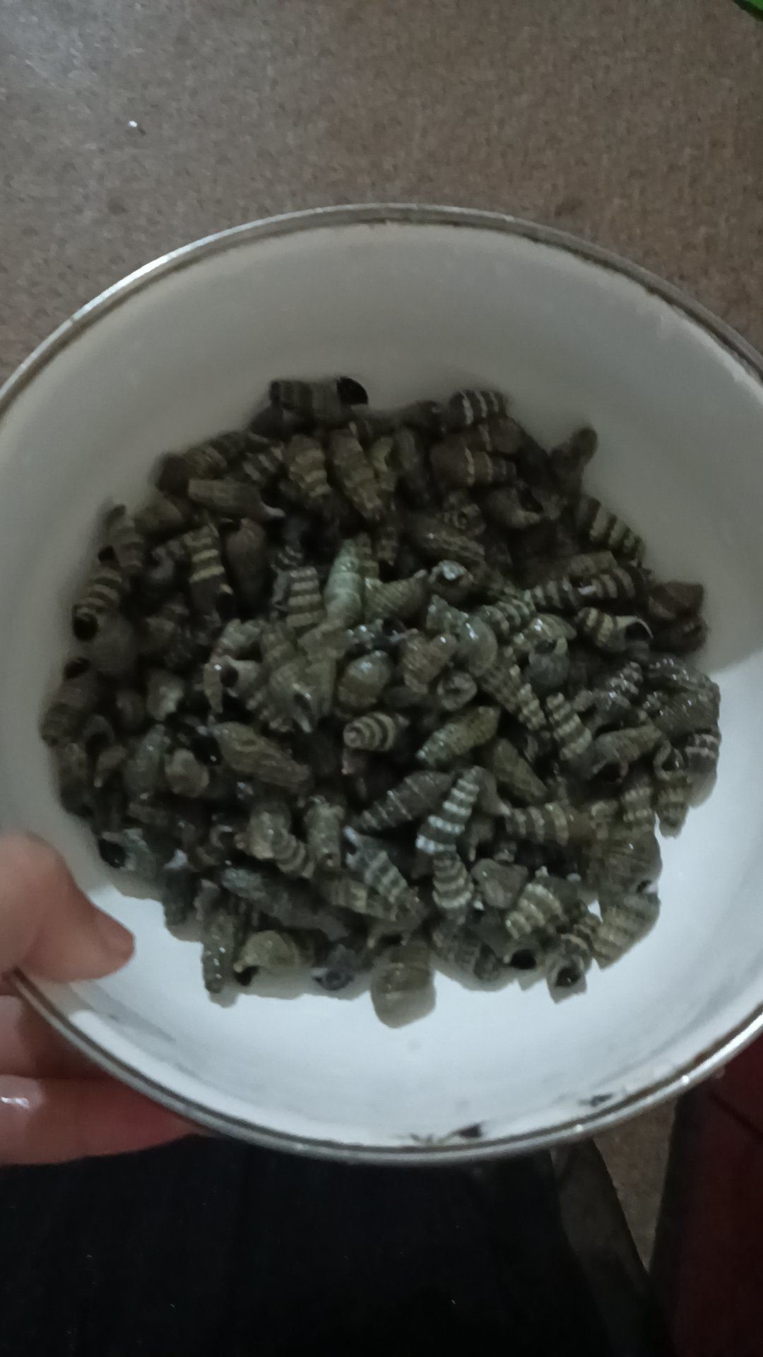 0元玩转这座城 看到这个小螺有没有小的时候的味道