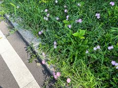 -佛慧山