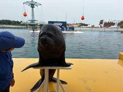 -秦皇岛乐岛海洋王国