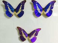 -上海昆虫博物馆