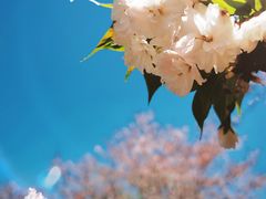 -顾村公园