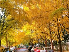 -三里屯东五街银杏大道
