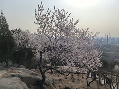 -白水寺森林公园