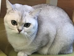 -滚猫咖啡·猫咖·猫友好撸猫(未来城店)
