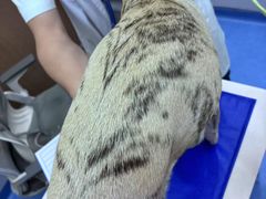 -博特宠物医院24h犬猫全科.骨科·异宠