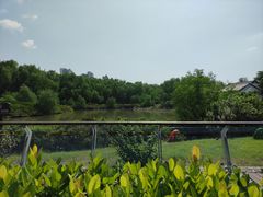 -大亚湾红树林城市湿地公园