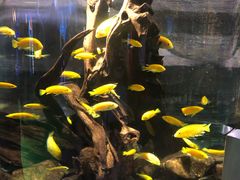 -迪拜水族馆及水下动物园
