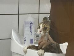 -BABIT巴比特宠物(MOMOPARK店)