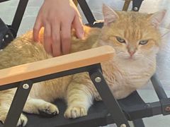 -Heymao猫咖.咖啡厅(东门店)
