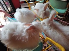-猫色咖啡·猫咖