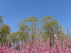 -大望京公园