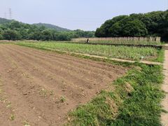 -八卦田遗址公园