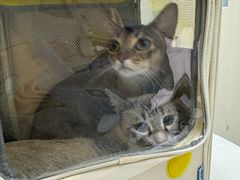 -中农国际动物医院24小时·猫科·骨科·急重症中心