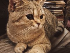 -猫色咖啡·猫咖