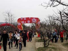 -香雪海