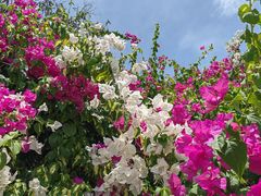 -三亚西岛海洋文化旅游区