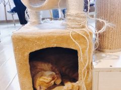 -Cappucimeow猫咪咖啡馆(韦伯时代店)